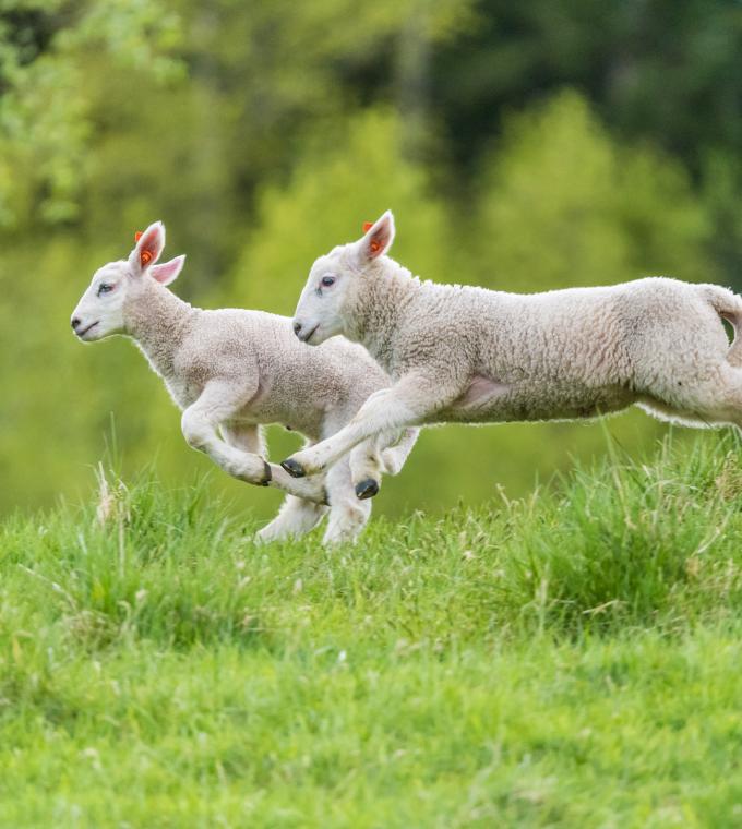 School of New Zealand white trevally in the ocean